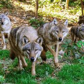 Parco Faunistico Spormaggiore lupi