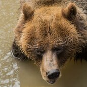 Parco Faunistico Spormaggiore orso cora fa il bagno