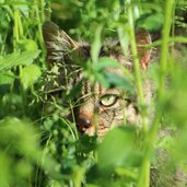 Parco Faunistico Spormaggiore gatto selvatico