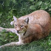 Parco Faunistico Spormaggiore lince