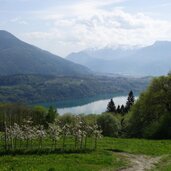 PeerRS C meleto in fioritura presso maso eccher e vista sul lago di caldonazzo