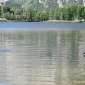 PeerRS C lago di toblino anatra moretta