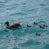 PeerRS C torbole gardasee lago di garda enten