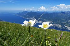 anemone sul monte baldo con lago di garda