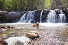 TM hund cane wasserfall schwimmen