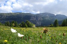 anemone baldensis presso monte spil