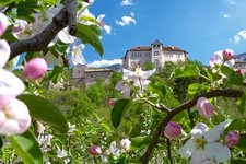 ton castel thun fioritura mele aprile primavera