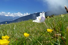 primavera sui prati del monte stivo