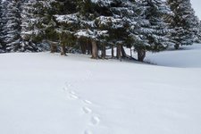 rifugio maranza ciaspole