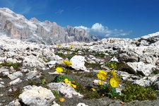 primiero pale di san martino