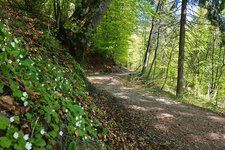 sentiero margherita lez di terres primavera