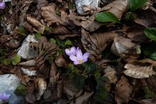 ala val bona primavera