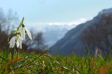 ledro primavera