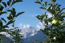 trentino mele val di non