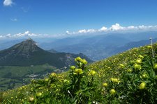 sentiero tre cime del bondone prati con botton d oro dietro monte paion