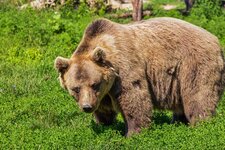 come comportarsi con orso pixabay cc publicdomain