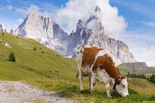 trentino mucca pale di san martino