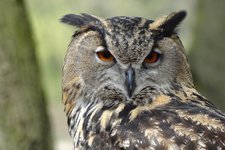 Beeki owl