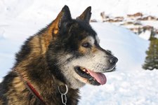 Hund Schnee christels pixabay cc publicdomain