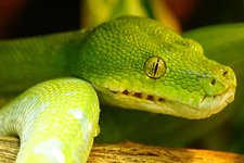 Pixel mixer green tree python