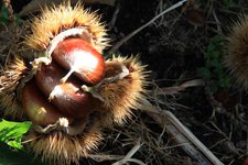 castagne del trentino