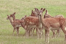 hansbenn deer