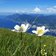 anemone sul monte baldo con lago di garda