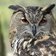 Beeki owl