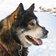 Hund Schnee christels pixabay cc publicdomain