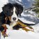 Hund schnee bernese wernerbrigitte pixabay cc publicdomain