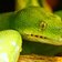 Pixel mixer green tree python