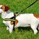 cane regole trentino Tomasz Mikolajczyk pixabay cc publicdomain
