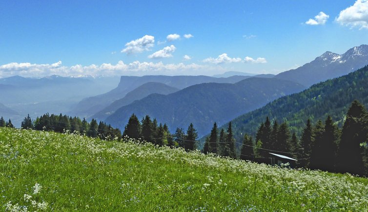 vigiljoch blumenwiese und gantkofel mendel