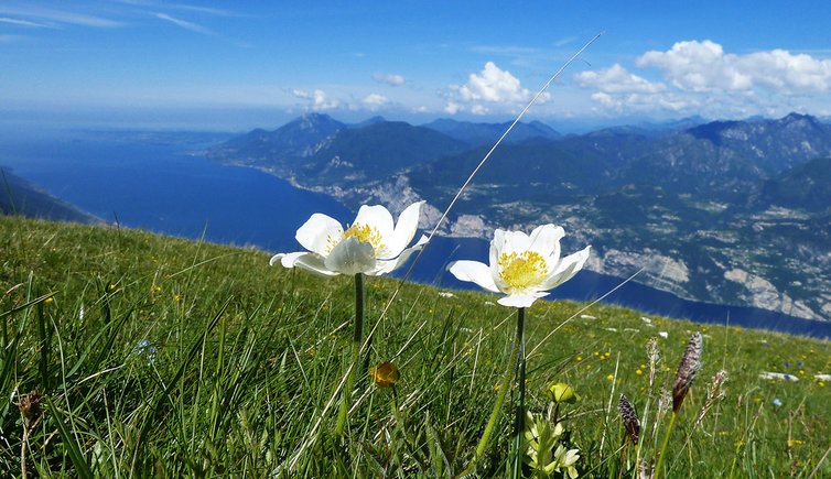 anemone sul monte baldo con lago di garda