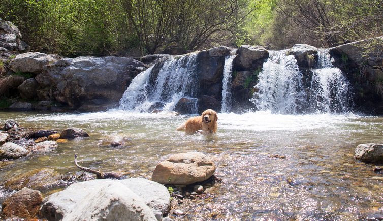 TM hund cane wasserfall schwimmen