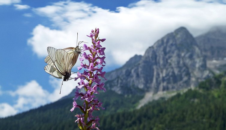 natura e paesaggio trentino