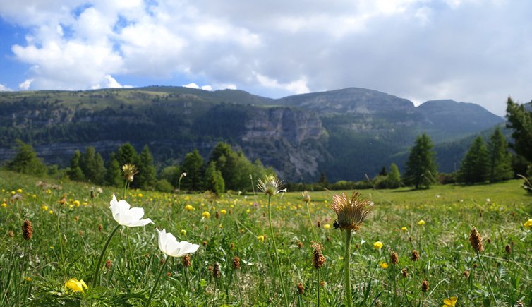 anemone baldensis presso monte spil