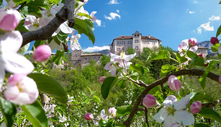 ton castel thun fioritura mele aprile primavera
