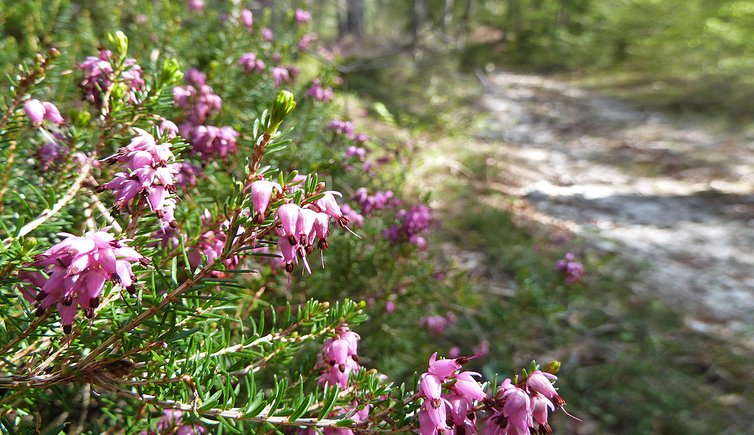 escursioni primavera trentino