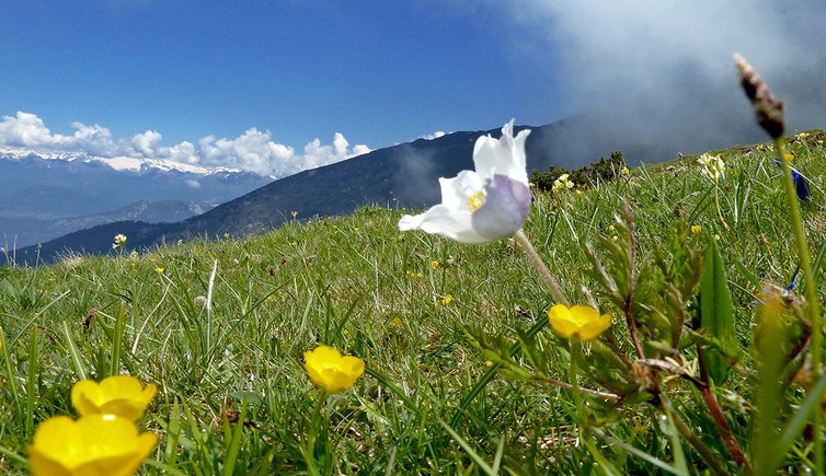 primavera sui prati del monte stivo