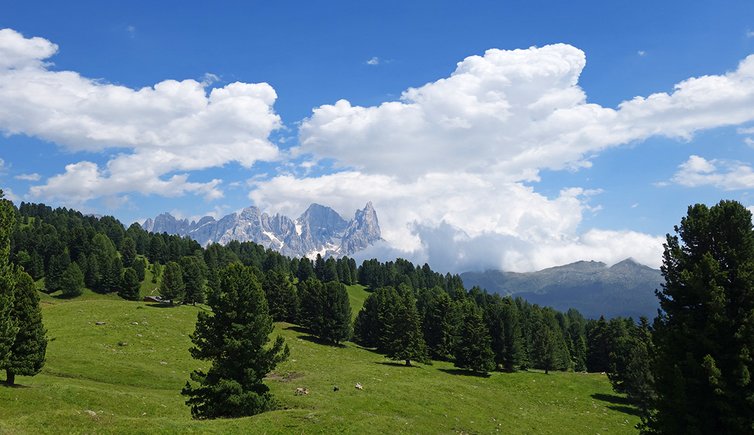 prati presso malga canvere vista verso gruppo delle pale