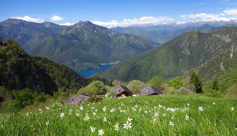 prati a fienili di dromae narcisi in maggio