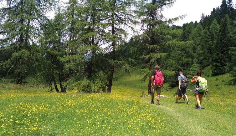 sentiero tra malga clesera e lago delle salare