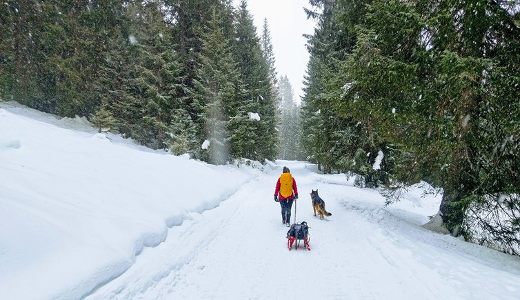 Inizio strada forestale a Passo Campo Carlo Magno