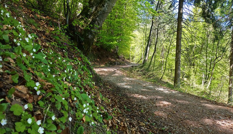 sentiero margherita lez di terres primavera