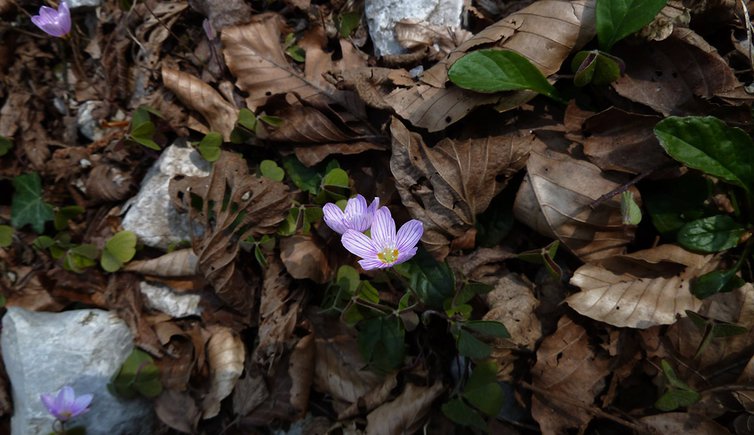 ala val bona primavera