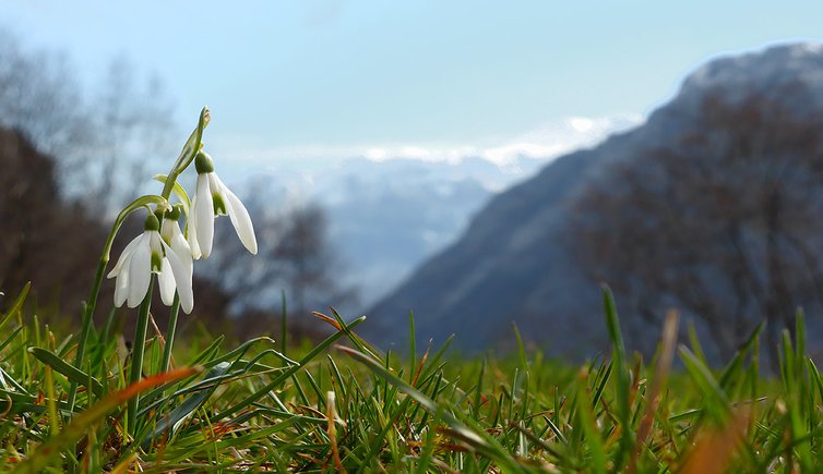 ledro primavera