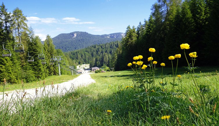 golfwiesen piste prati golf roen salita pista sci d estate