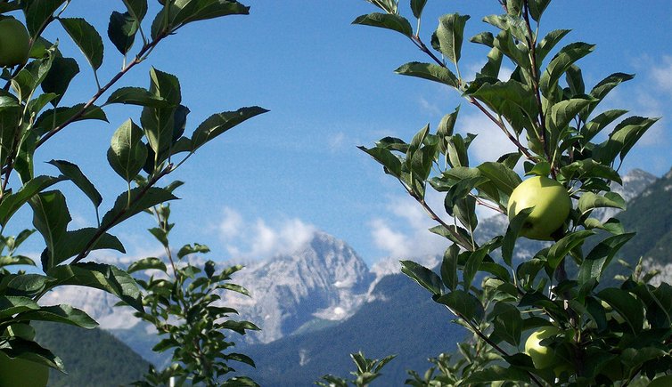 trentino mele val di non