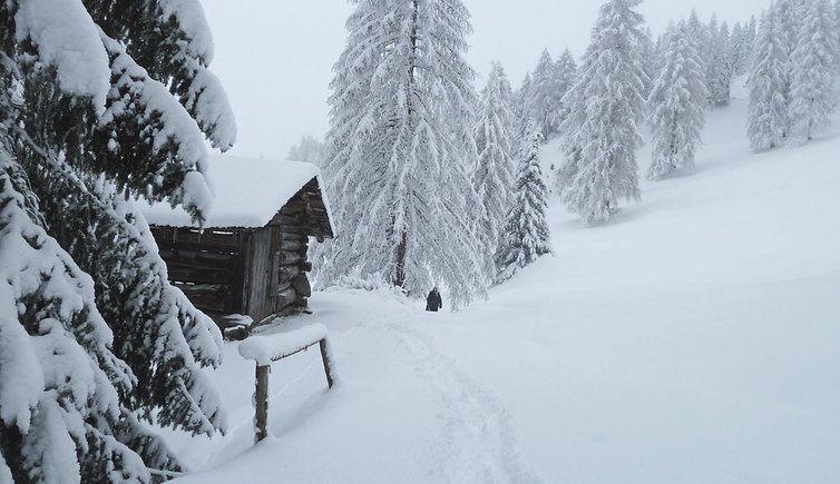 winterwald bei rosengarten karerpass holzhuette